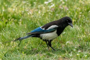 400 Best Names for Magpie - Name Generator & Ideas - FluentSlang