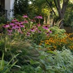 A Letter to the Gardener Trying to Give Coneflowers Better Company