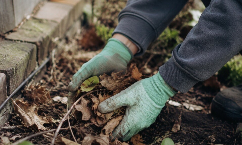 A Letter to the Gardener Worried About Snakes Near the Yard
