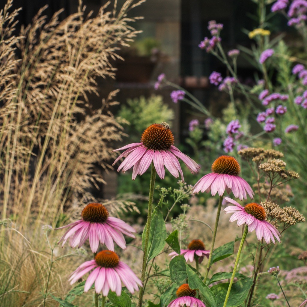 A Letter to the Gardener Trying to Give Coneflowers Better Company