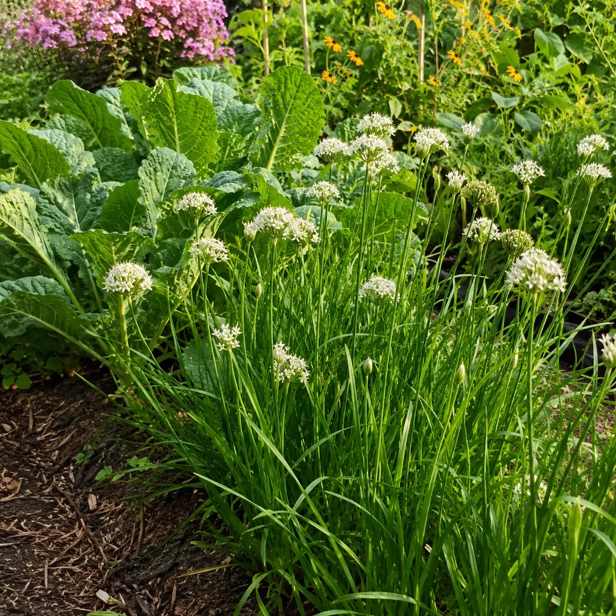 Realistic editorial photo of Garlic chives by aphid-prone plants growing in a practical edible and flower garden, realis